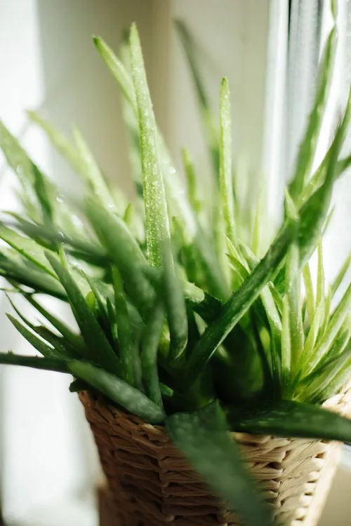 Aloe vera plant, used in Balmorex Pro for its soothing properties