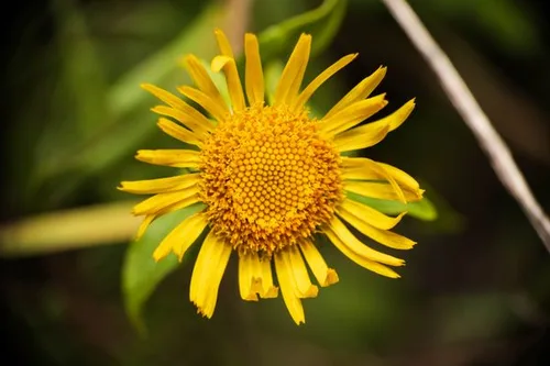 Arnica flower, source of arnica oil used in Balmorex Pro