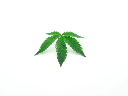 Hemp leaf, source of hemp seed oil used in Balmorex Pro